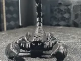 scorpion detailed model-3