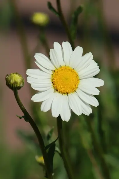 flor