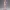 Blush Sunrise Muse – Ecchi Soft Allure