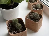 Planter-2
