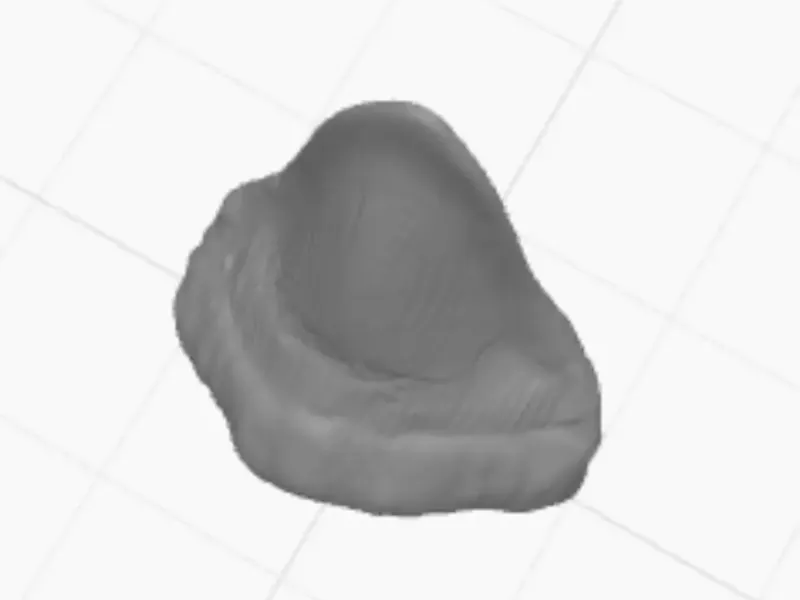 Megalodon tooth 