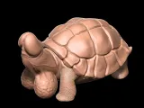 Dick Penis turtle-4