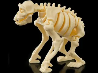 Skeleton chimpanzee articulated