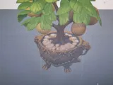Kiwi & Lemon tree-3