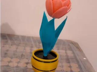 Tulip