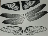 ailes pour libellule -3