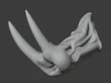 Atlantic Walrus Skull-2
