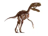 Utahraptor Skeleton – Highly Detailed Prehistoric Dinosaur 3-4