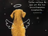 dog-2
