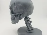 Skull Anatomy-3