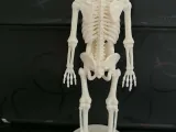 Anatomical Skeleton Figure – Human Anatomy Decor-3
