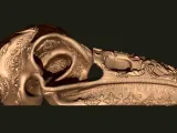Ornamental Deluxe Bird Skull-3