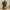 Cute Vampire Cat