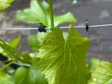 Clip Vigne-1