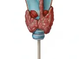 thyroid / Schilddrüse-4