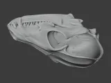 Bat-eared Fox Skull-6