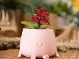 maseta feliz-0