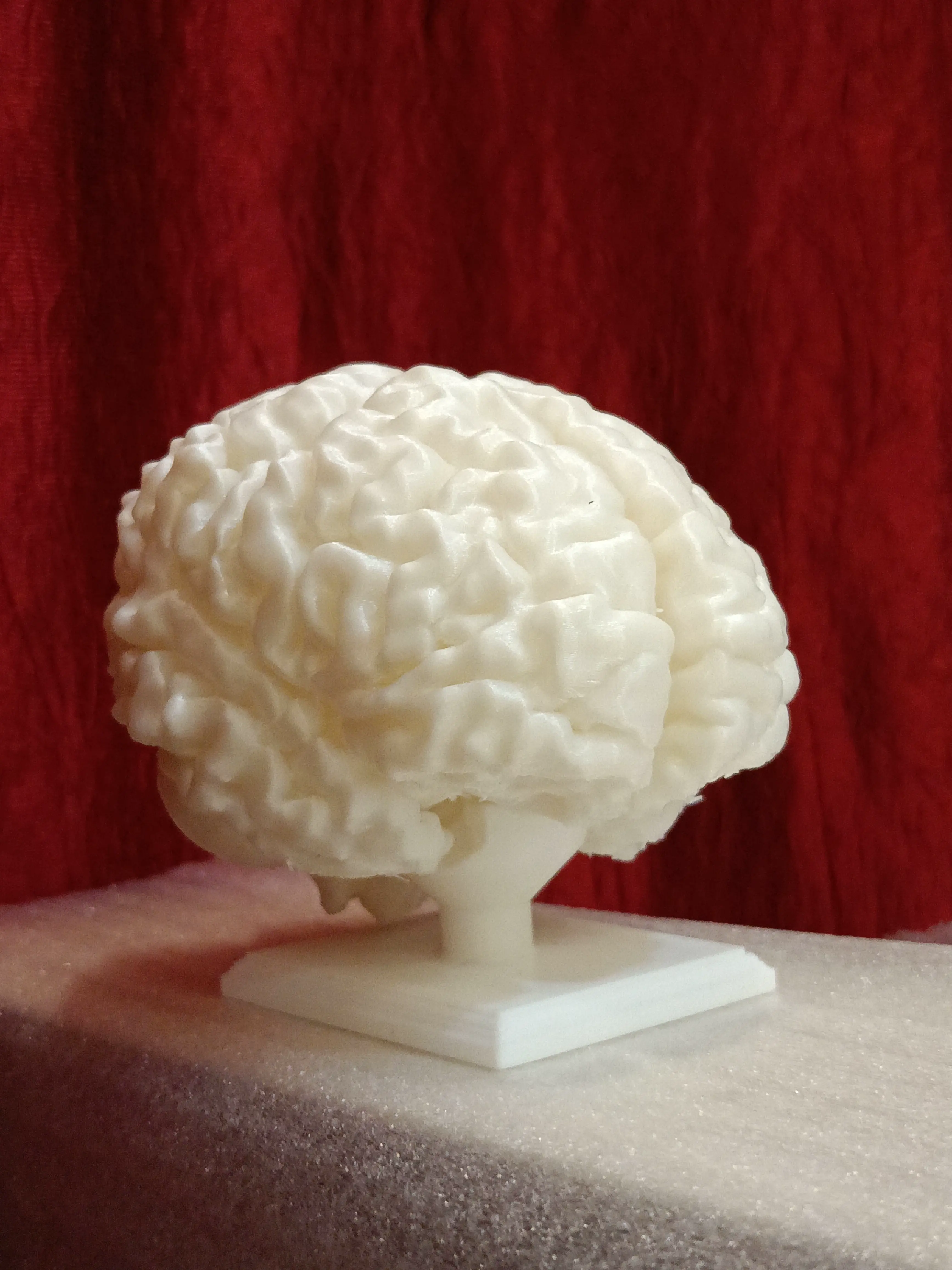 Full size human brain