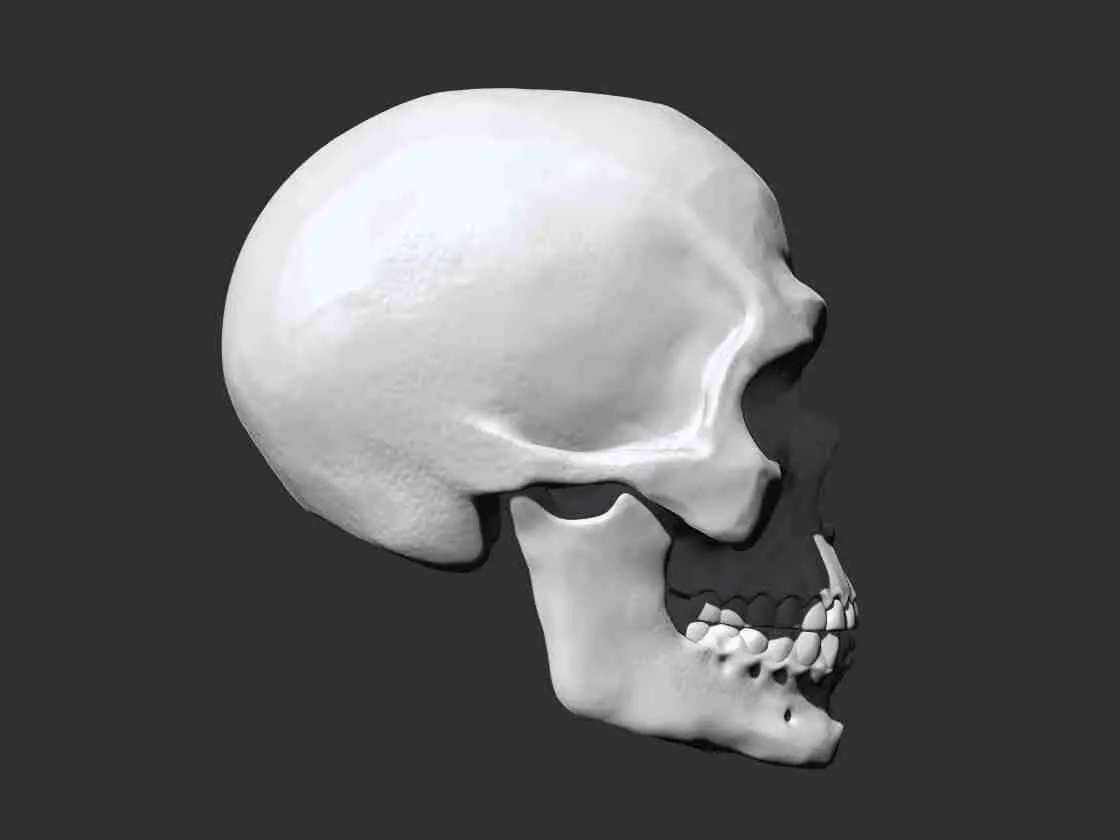 Skull - Anatomy 3D print model