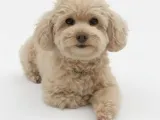 Poodle-0