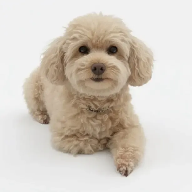 Poodle