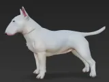 Bullterier-2