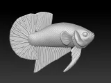 BETTA FISH 2-7