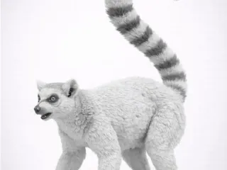 Lemur jeliman