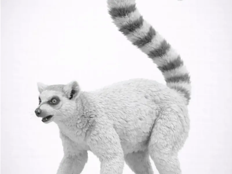 Lemur jeliman