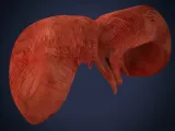 Realistic Human Diaphragm Anatomy 3D Printable Model-4