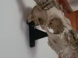 Suporte de Montagem para Crânio de Cervo-2