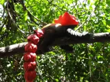 Flexi Red Panda-5