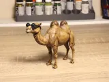 Funny camel-1