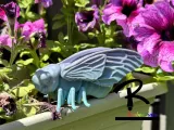 Cicada-3