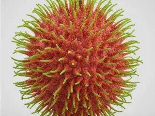 Rabutã