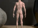 Human Anatomy STL Model-2