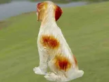 Dog Epagneul Breton-4