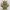 Ork bust statue 
