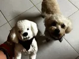 Poodle Toy-2