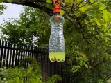 Bottle Wasp Trap-1