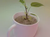 Tazza affondata-1