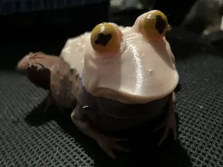 hypnoto@d