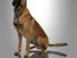 MINIATURE MALINOIS -2