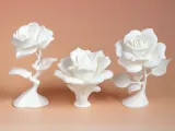 Rose-7