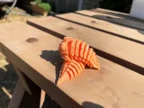 Trilobites articulados x 2-1