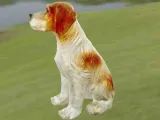 Dog Epagneul Breton-3