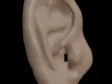 Human Ear -0