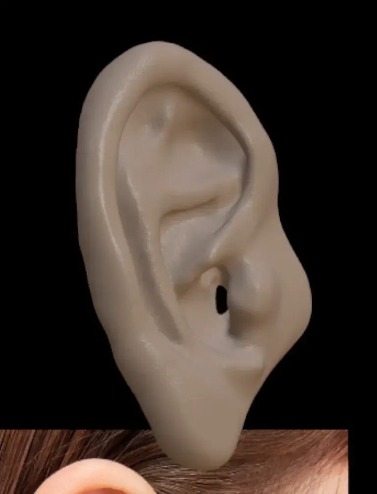 Human Ear 