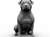 pitbull sentado-0