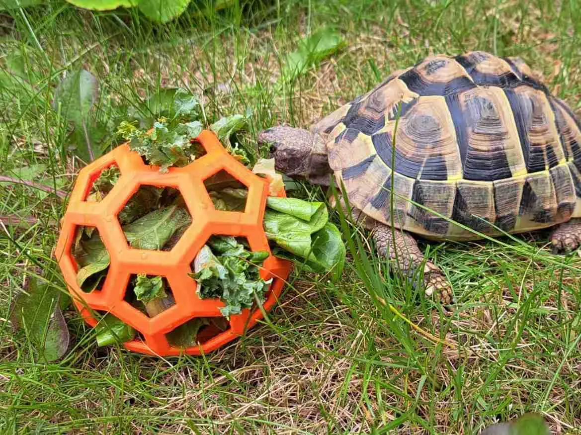 Tortoise Feeder Environment Enrichment Toy Pet Food Holder